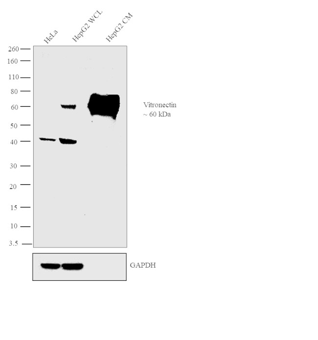 Vitronectin Antibody