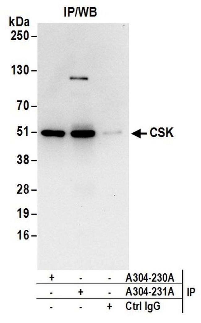 CSK Antibody in Western Blot (WB)