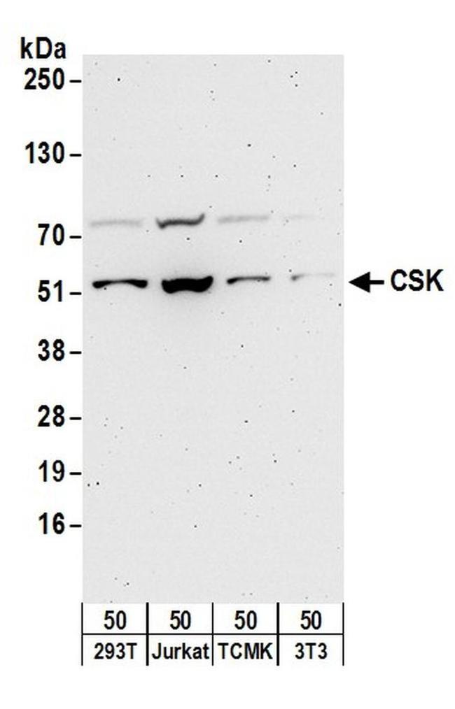 CSK Antibody in Western Blot (WB)