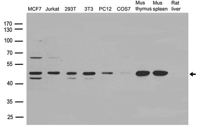 CSK Antibody in Western Blot (WB)