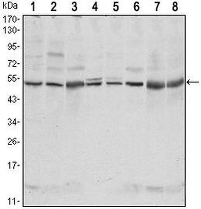 CSK Antibody in Western Blot (WB)