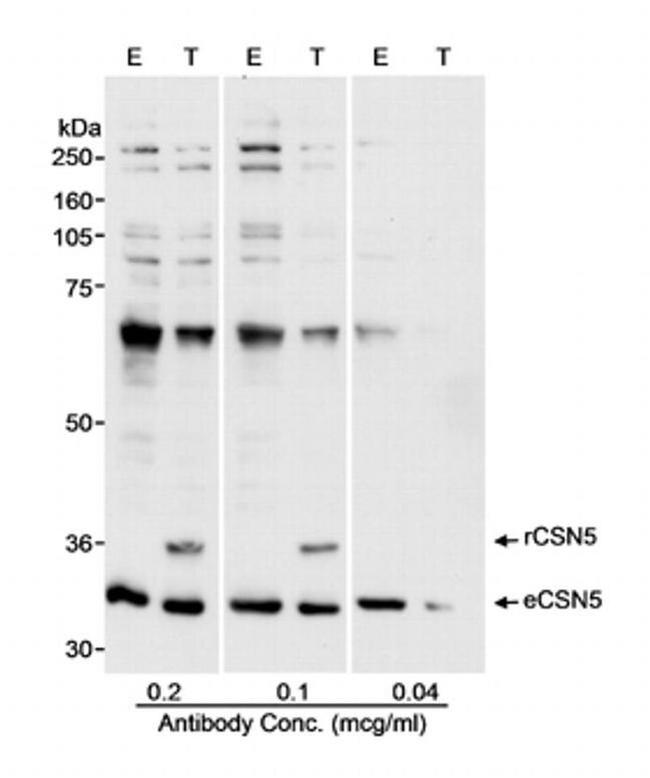 CSN5 Antibody in Western Blot (WB)