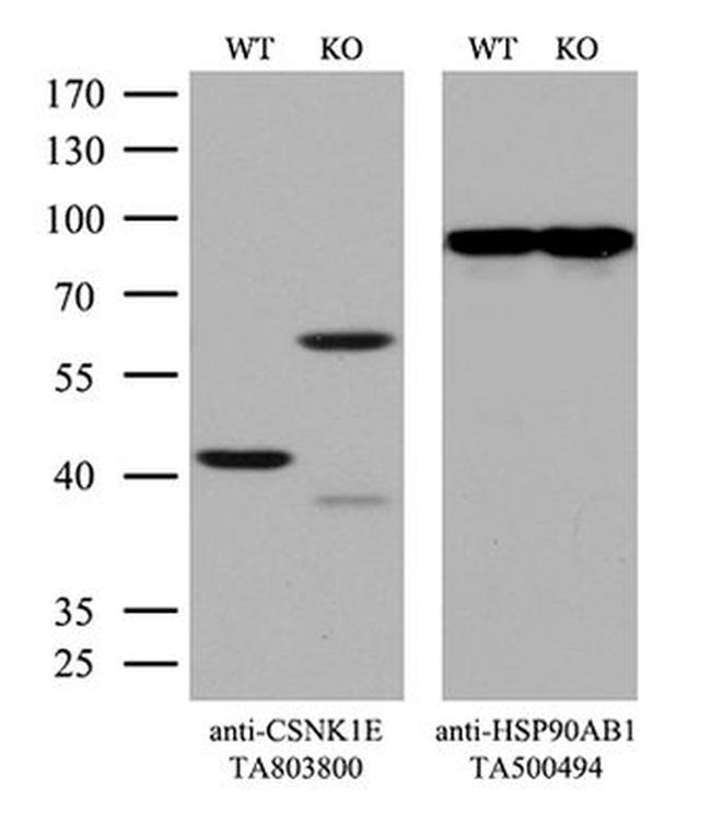 CSNK1E Antibody in Western Blot (WB)