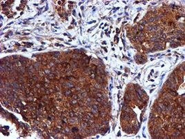 CST3 Antibody in Immunohistochemistry (Paraffin) (IHC (P))