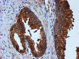 CST3 Antibody in Immunohistochemistry (Paraffin) (IHC (P))