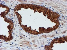 CST3 Antibody in Immunohistochemistry (Paraffin) (IHC (P))