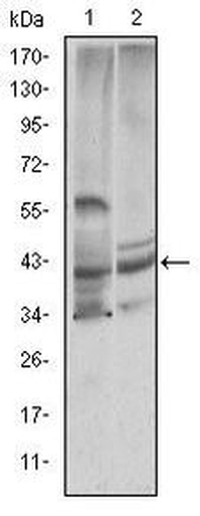 Cystatin C Antibody in Western Blot (WB)