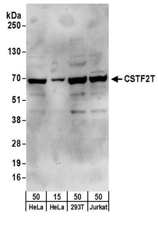 CSTF2T/TauCSTF64 Antibody in Western Blot (WB)