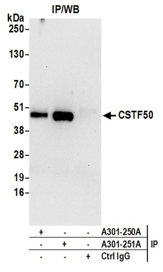 CSTF50 Antibody in Western Blot (WB)