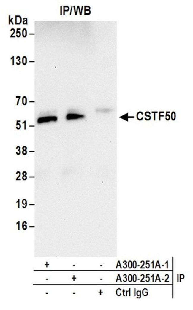 CSTF50 Antibody in Immunoprecipitation (IP)