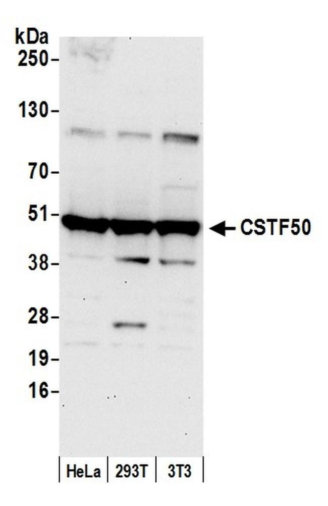 CSTF50 Antibody in Western Blot (WB)