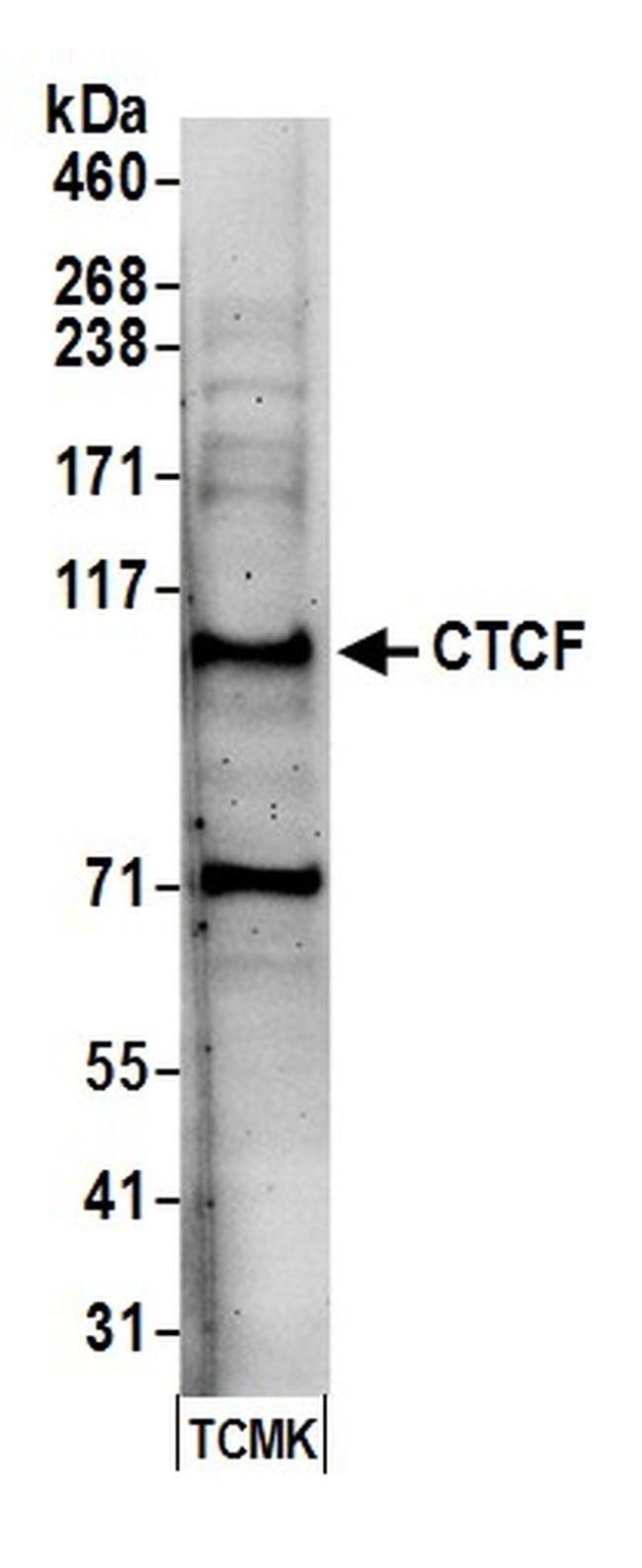 CTCF Antibody in Western Blot (WB)