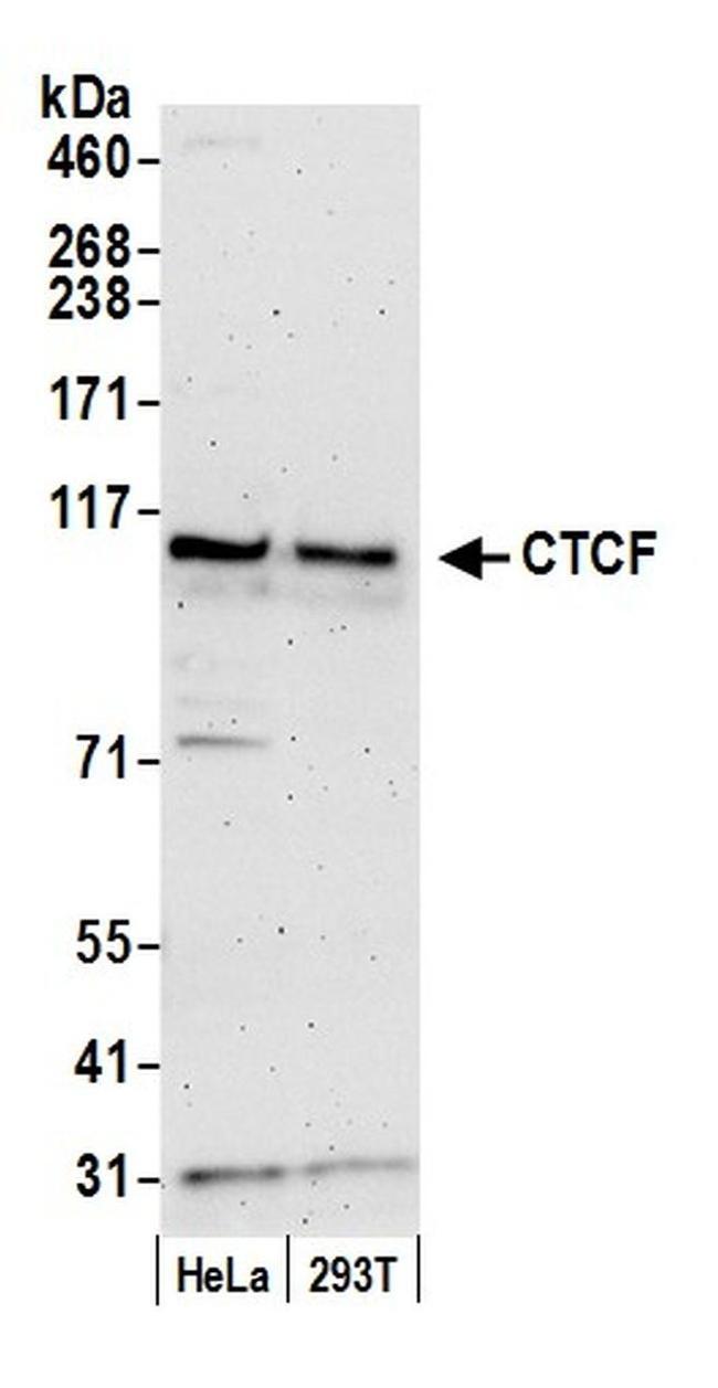 CTCF Antibody in Western Blot (WB)