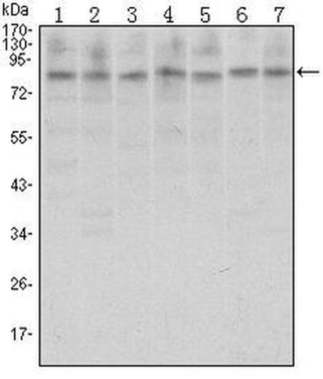 CTCF Antibody in Western Blot (WB)