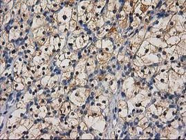 CTH Antibody in Immunohistochemistry (Paraffin) (IHC (P))