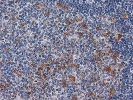 CTH Antibody in Immunohistochemistry (Paraffin) (IHC (P))