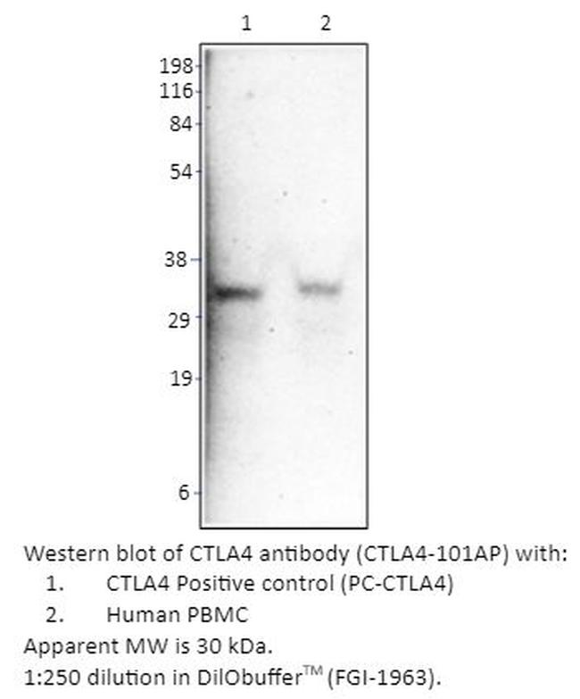 CTLA4 Antibody in Western Blot (WB)