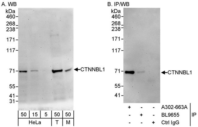 CTNNBL1 Antibody in Western Blot (WB)