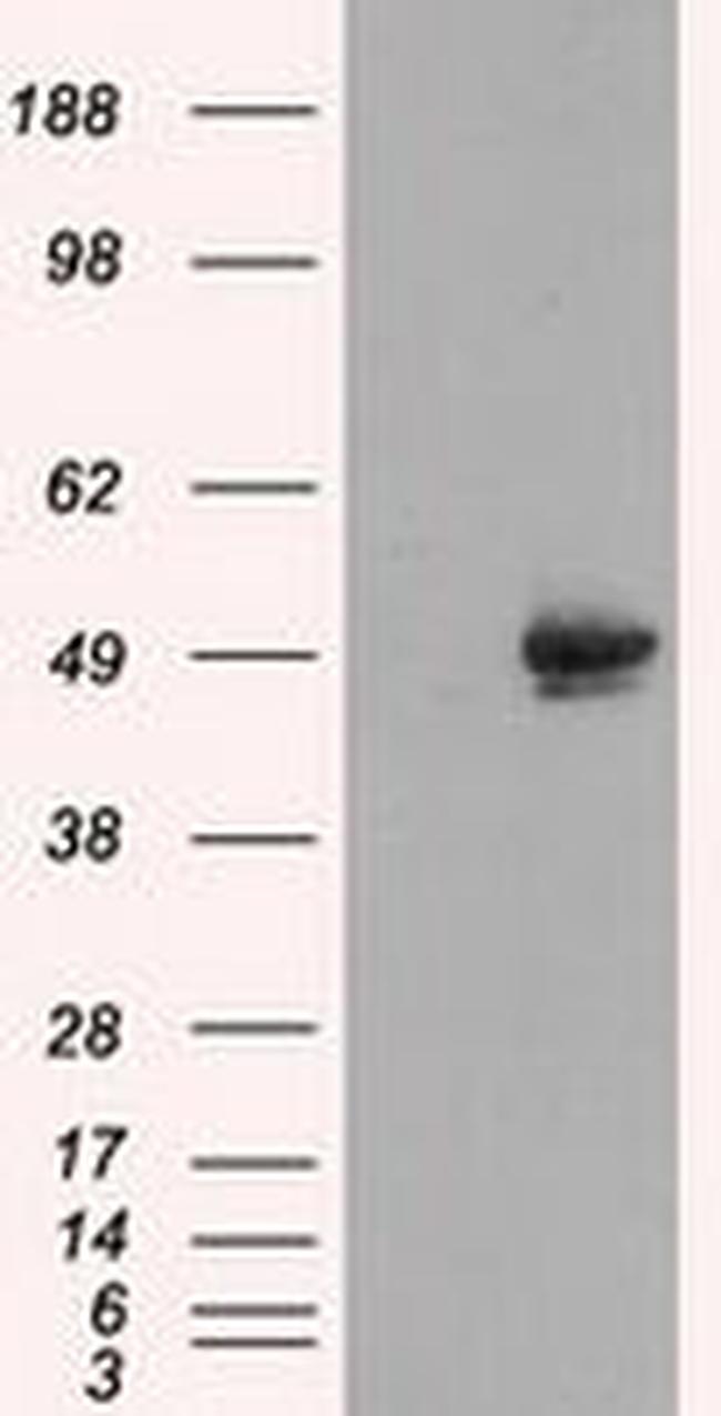 CUGBP1 Antibody in Western Blot (WB)