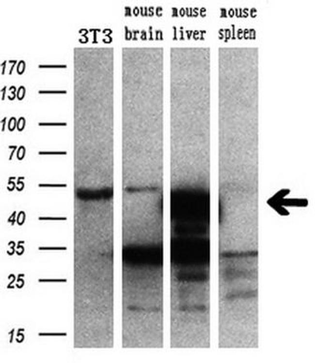 CUGBP1 Antibody in Western Blot (WB)