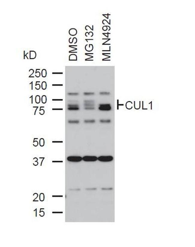 Cullin 1 Antibody in Western Blot (WB)