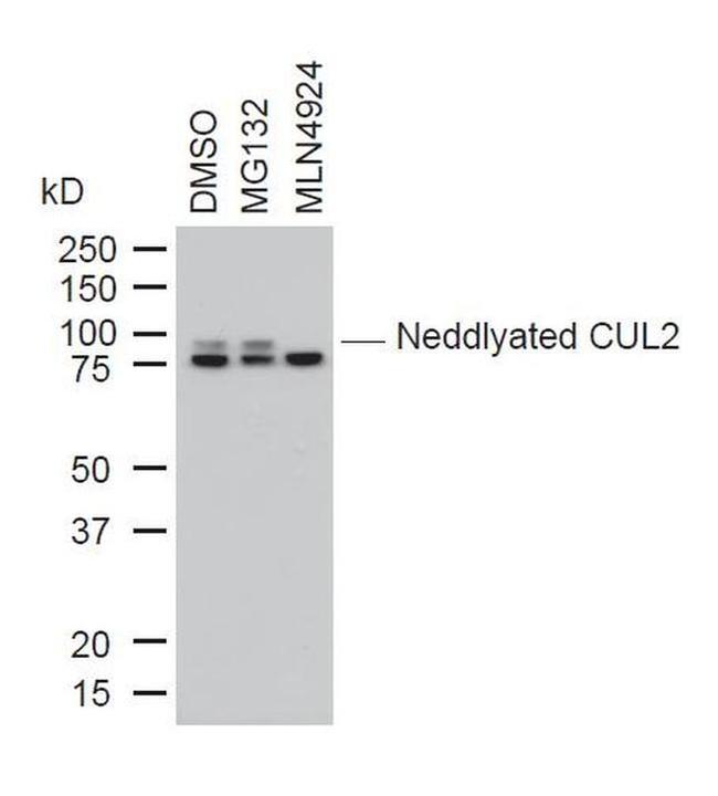 Cullin 2 Antibody in Western Blot (WB)