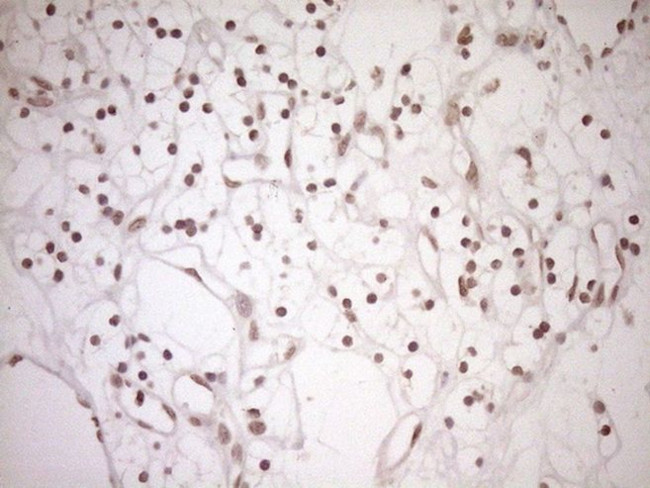 CWC27 Antibody in Immunohistochemistry (Paraffin) (IHC (P))