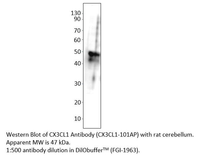 CX3CL1 Antibody in Western Blot (WB)