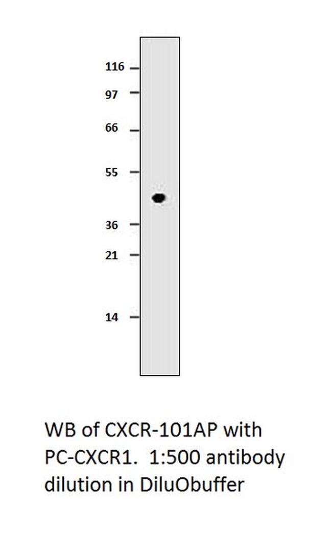 CXCR1 Antibody in Western Blot (WB)