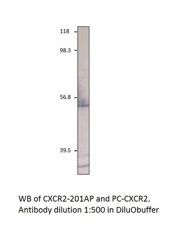 CXCR2 Antibody in Western Blot (WB)