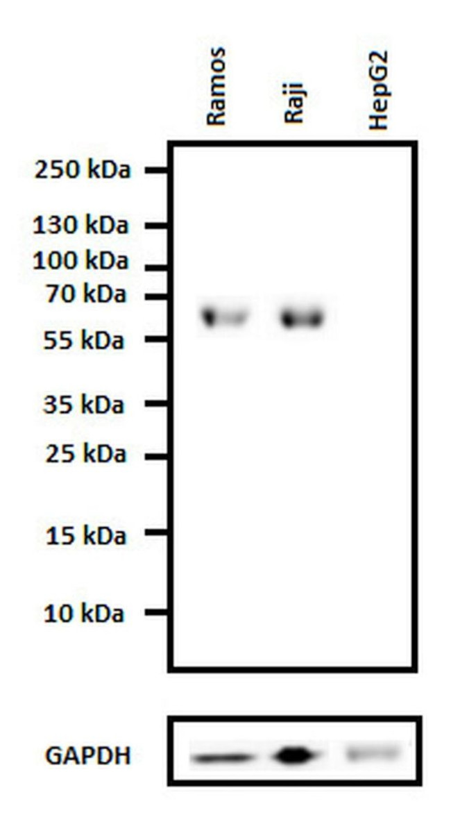 CXCR4 Antibody