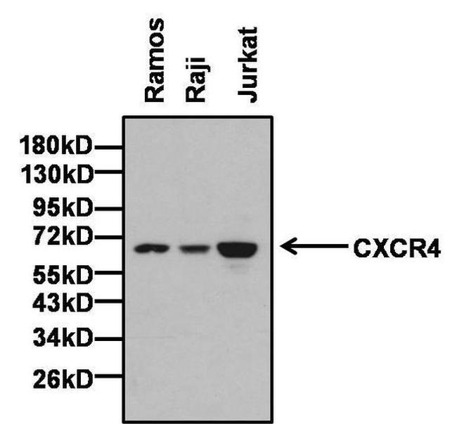 CXCR4 Antibody in Western Blot (WB)