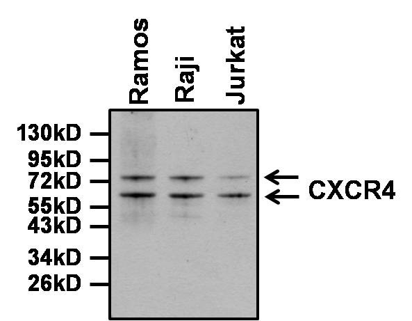 CXCR4 Antibody in Western Blot (WB)