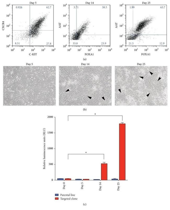 CXCR4 Antibody in Flow Cytometry (Flow)