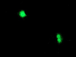 CXorf26 Antibody in Immunocytochemistry (ICC/IF)