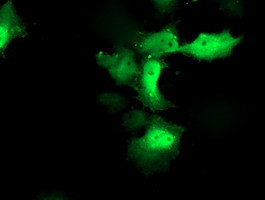 CXorf26 Antibody in Immunocytochemistry (ICC/IF)