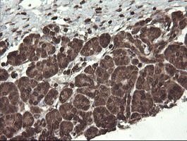 CXorf26 Antibody in Immunohistochemistry (Paraffin) (IHC (P))