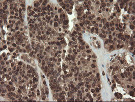 CXorf26 Antibody in Immunohistochemistry (Paraffin) (IHC (P))