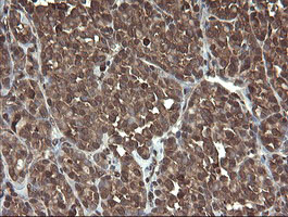 CXorf26 Antibody in Immunohistochemistry (Paraffin) (IHC (P))