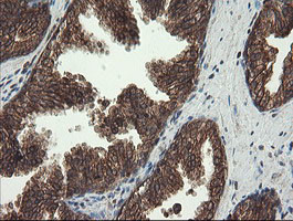 CXorf26 Antibody in Immunohistochemistry (Paraffin) (IHC (P))