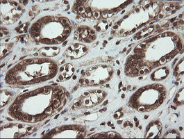 CXorf26 Antibody in Immunohistochemistry (Paraffin) (IHC (P))