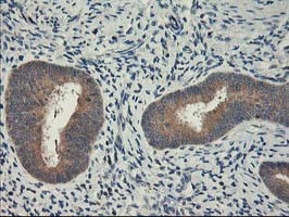 CXorf26 Antibody in Immunohistochemistry (Paraffin) (IHC (P))