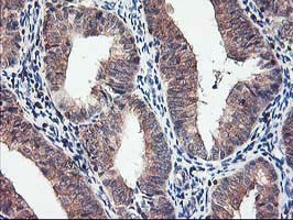 CXorf26 Antibody in Immunohistochemistry (Paraffin) (IHC (P))