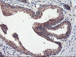 CXorf26 Antibody in Immunohistochemistry (Paraffin) (IHC (P))