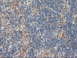 CXorf26 Antibody in Immunohistochemistry (Paraffin) (IHC (P))