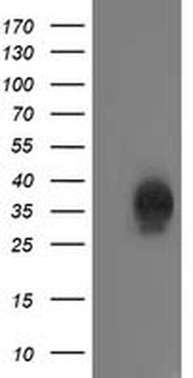 CXorf26 Antibody in Western Blot (WB)