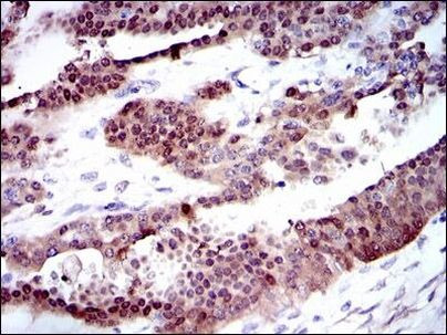 CYP1A1 Antibody in Immunohistochemistry (Paraffin) (IHC (P))