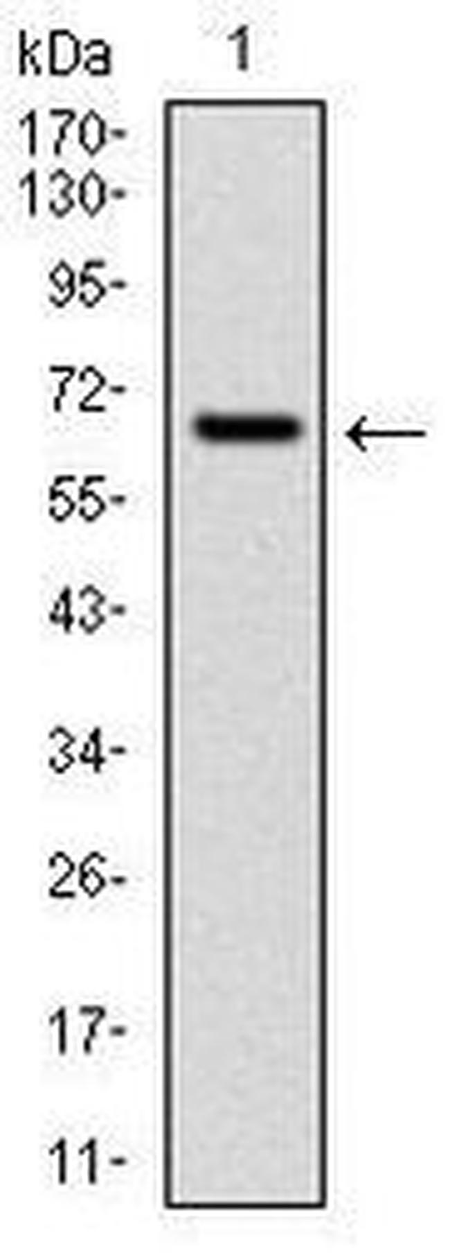 CYP1A1 Antibody in Western Blot (WB)