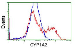 CYP1A2 Antibody in Flow Cytometry (Flow)