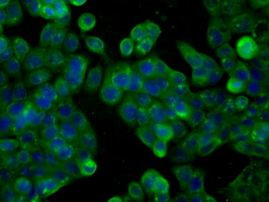 CYP1A2 Antibody in Immunocytochemistry (ICC/IF)